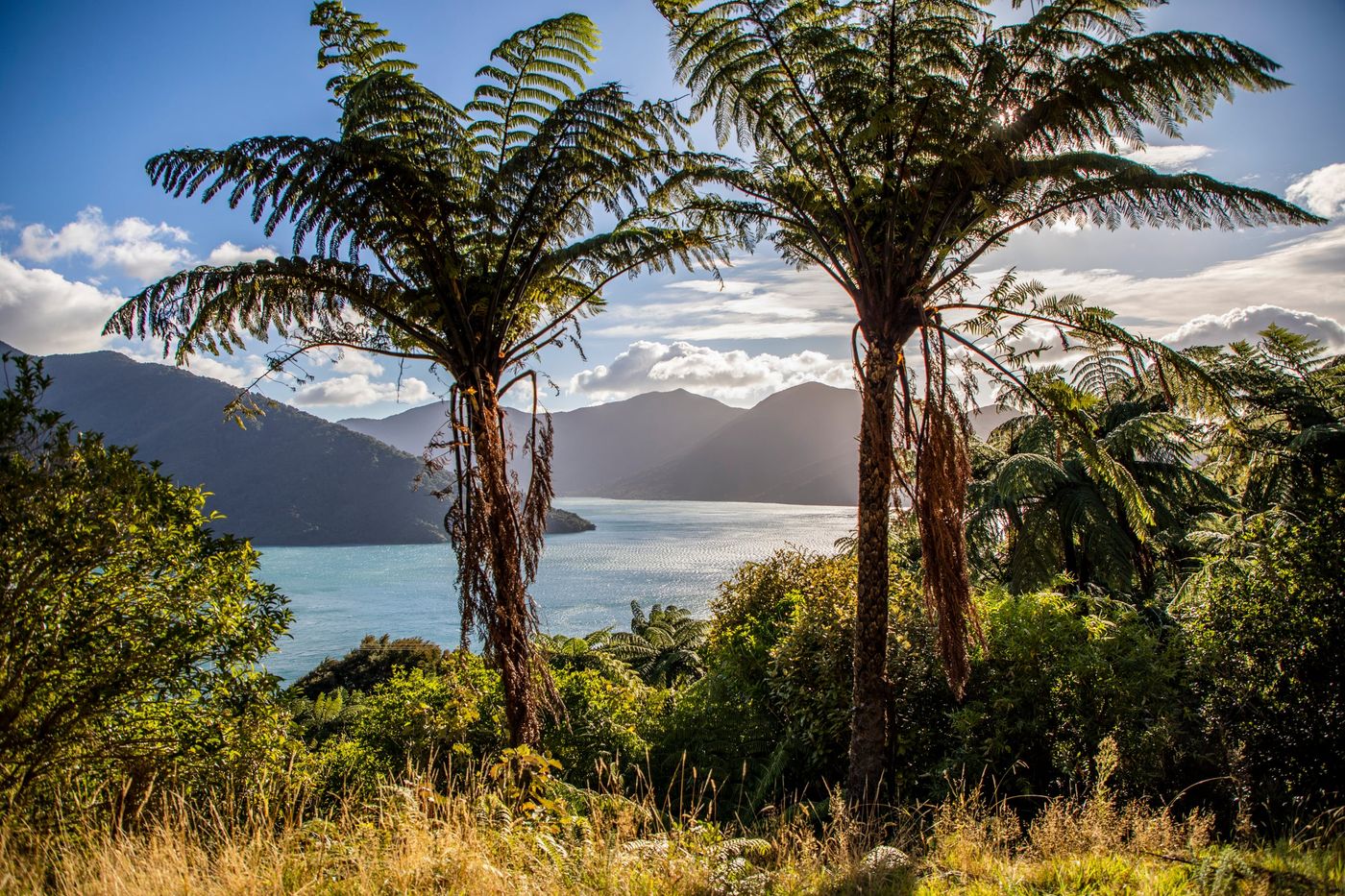 Queen Charlotte Track Views