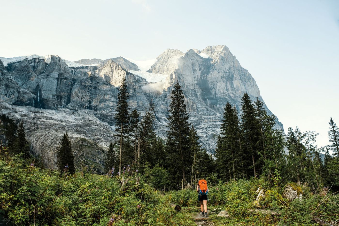 A hiker walks along a trail through a lush forest clearing near Schwarzwaldalp
