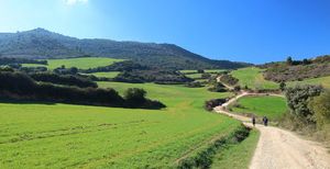 Green field Camino