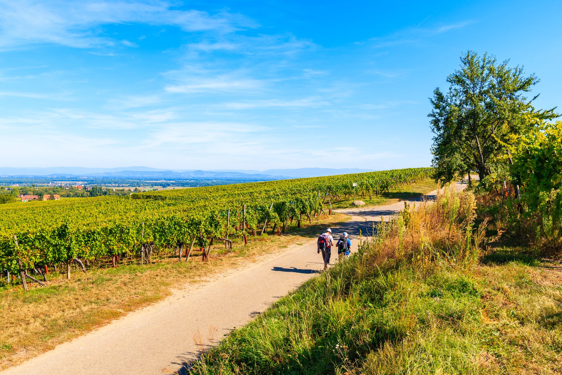 Mountains & Vineyards of Alsace - 8 days