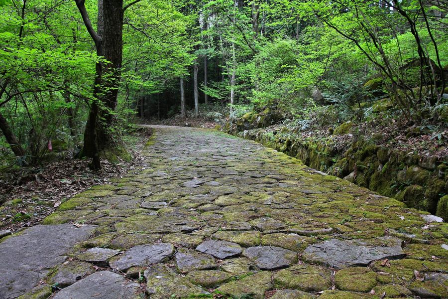 Japan-forest-path-on-the-Nakasendo-trail