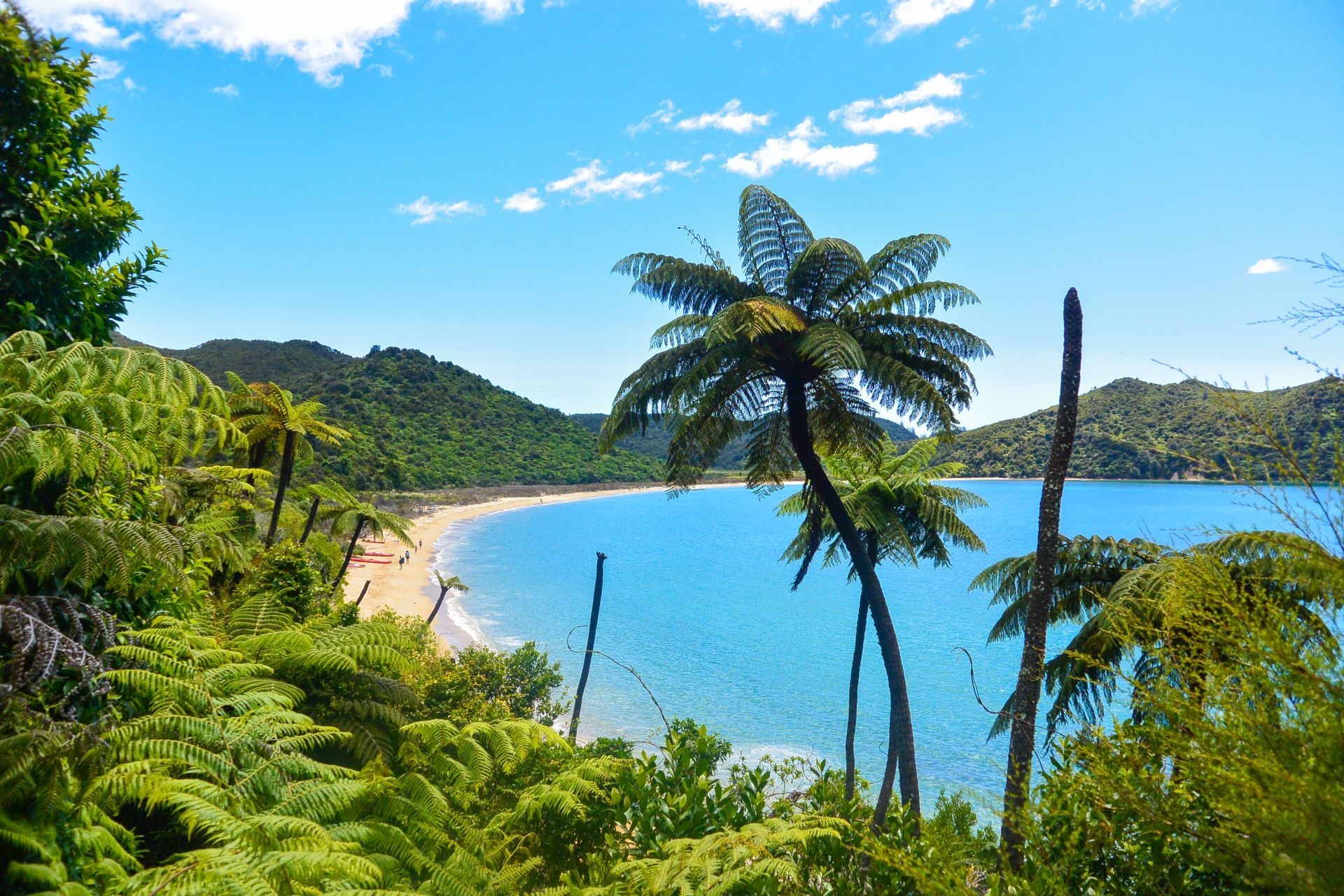 Lush-Coastal-View-with-Tree-Ferns-Abel-Tasman