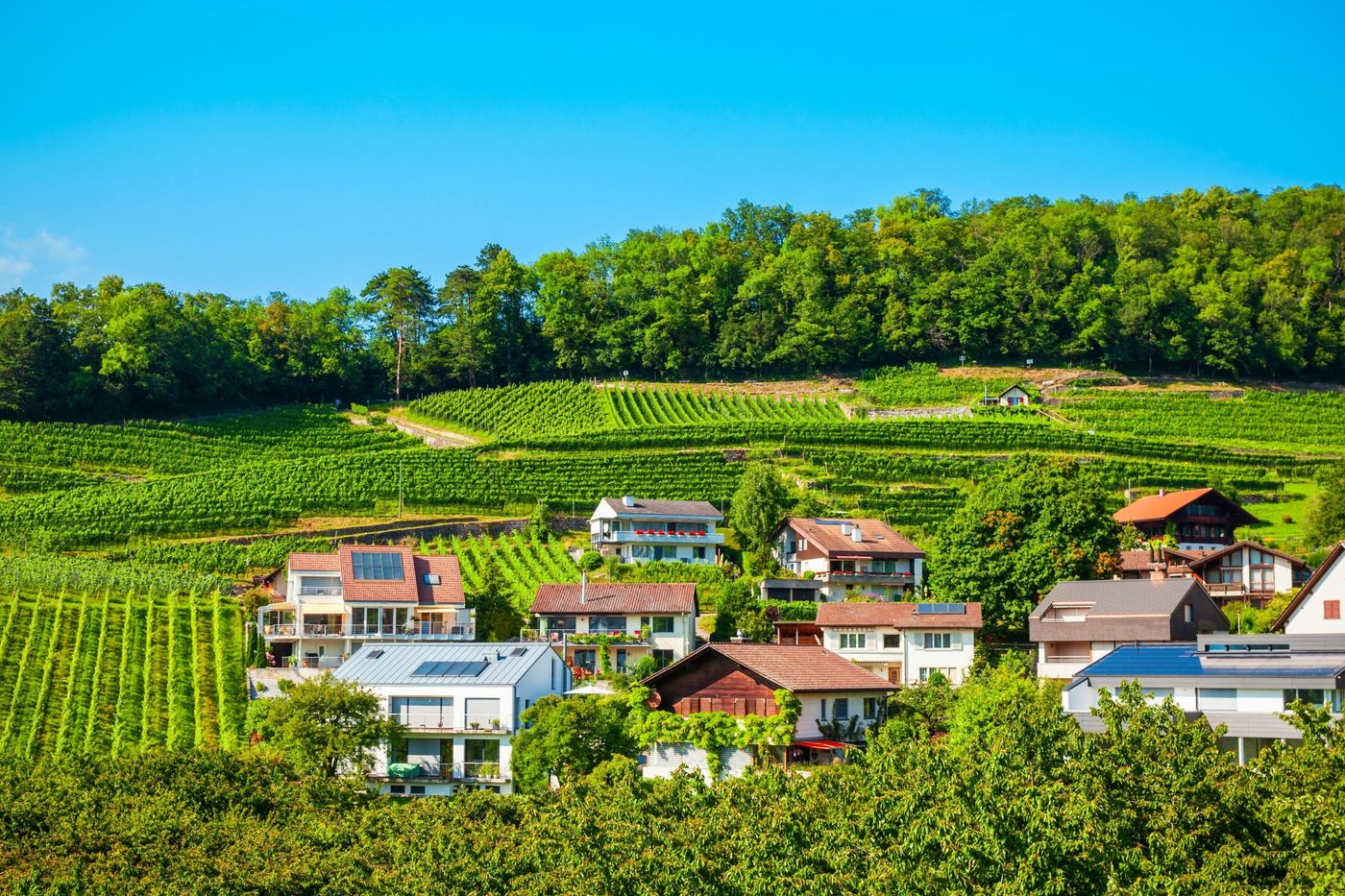 Modern houses nestled along lush, terraced green vineyards in Spiez Switzerland