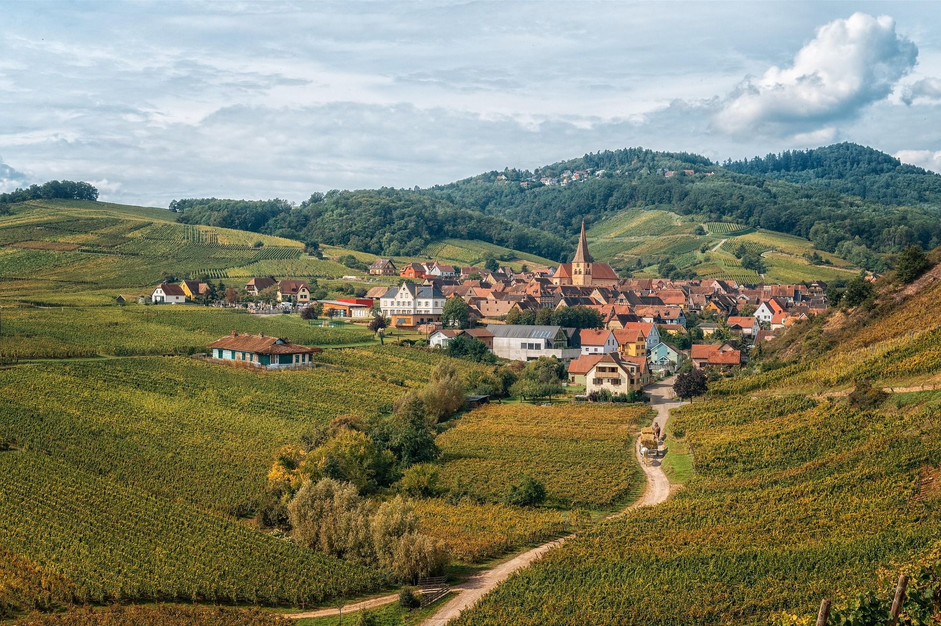 Mountain view with the vineyard in Alsace