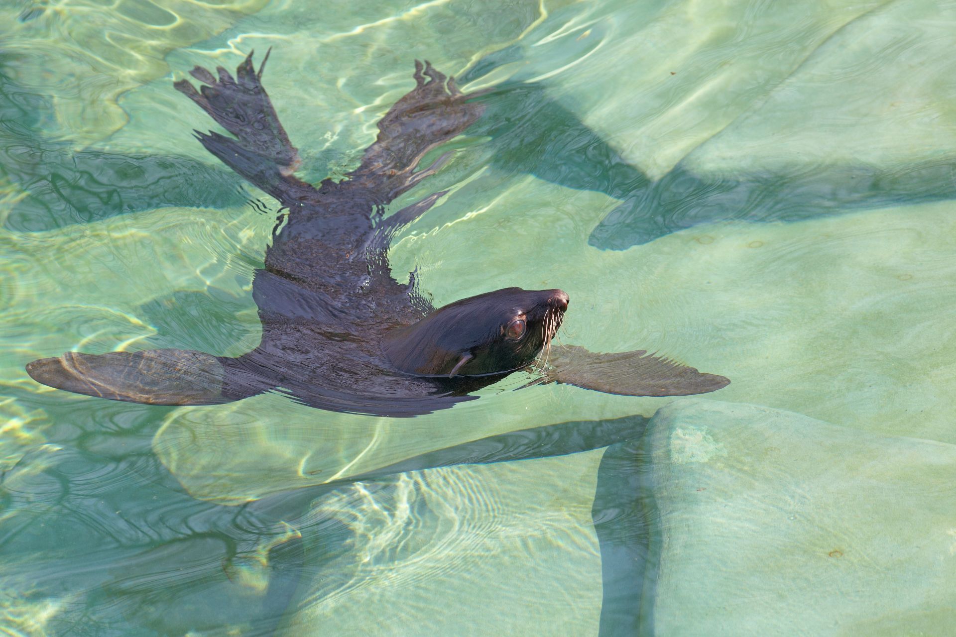 New-Zealand-Fur-Seal-Swimming