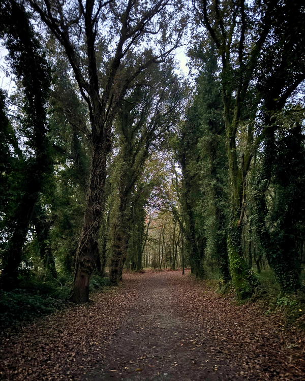 Palas de Rei to Arzua