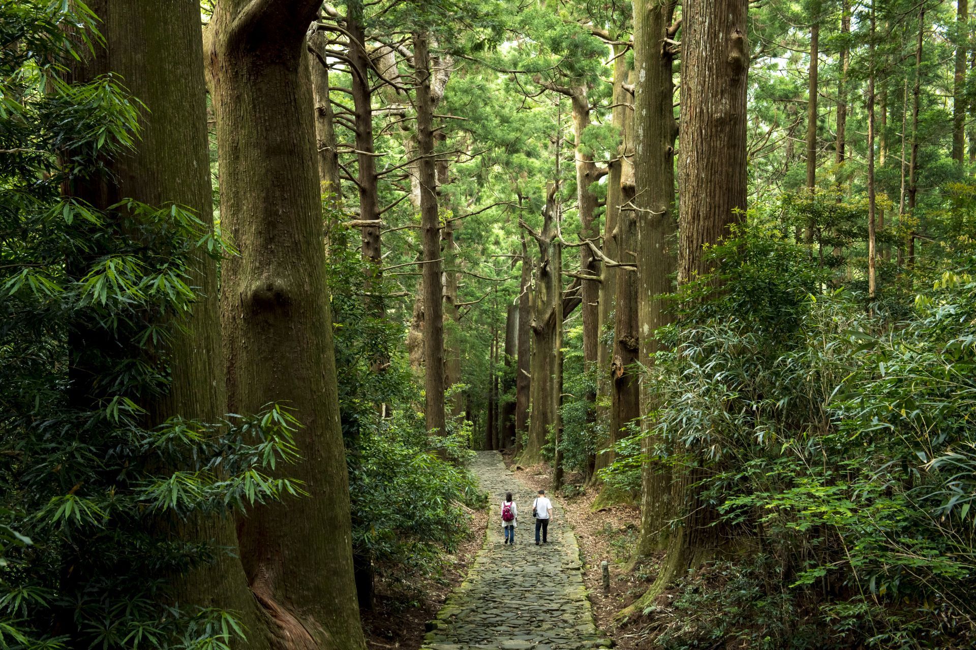 Pilgrims-on-a-Serene-Forest-Path-in-Kumano-Kod?