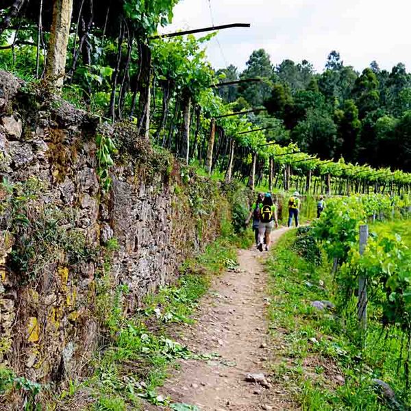 Portuguese-Camino-walkers-in-a-vineyard