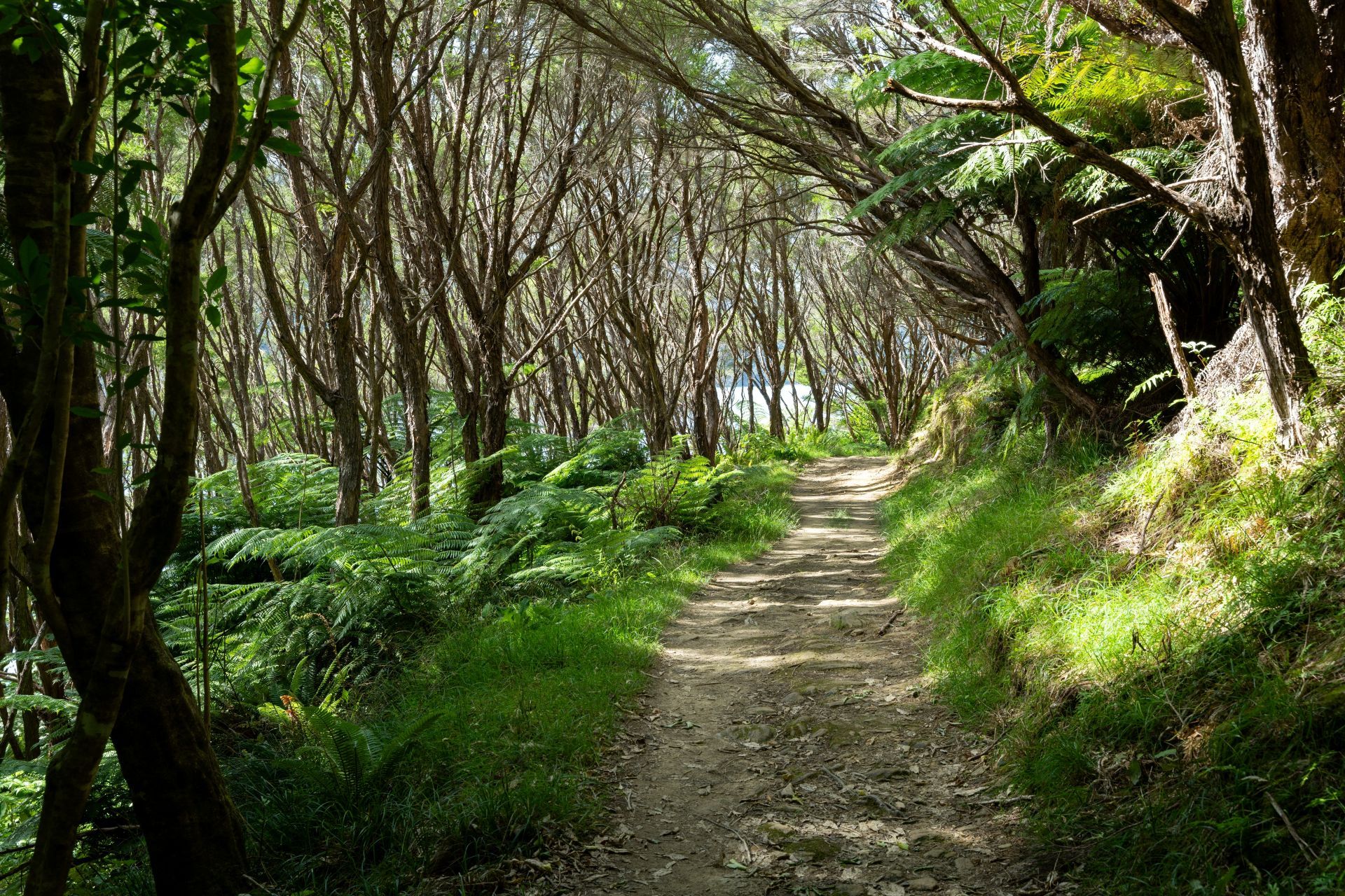 Queen-Charlotte-Track-New-Zealand-Forest-Trail