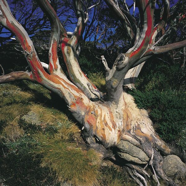 Snowy Mountains walk Snow Gum