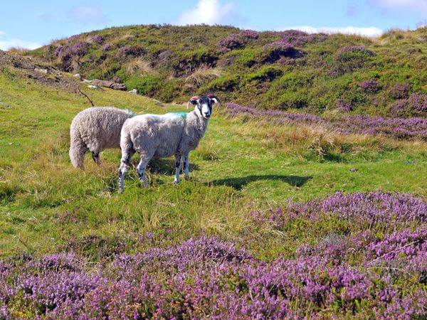 Sheep-on-the-North-York-Moors-National-Park-Coast-to-Coast