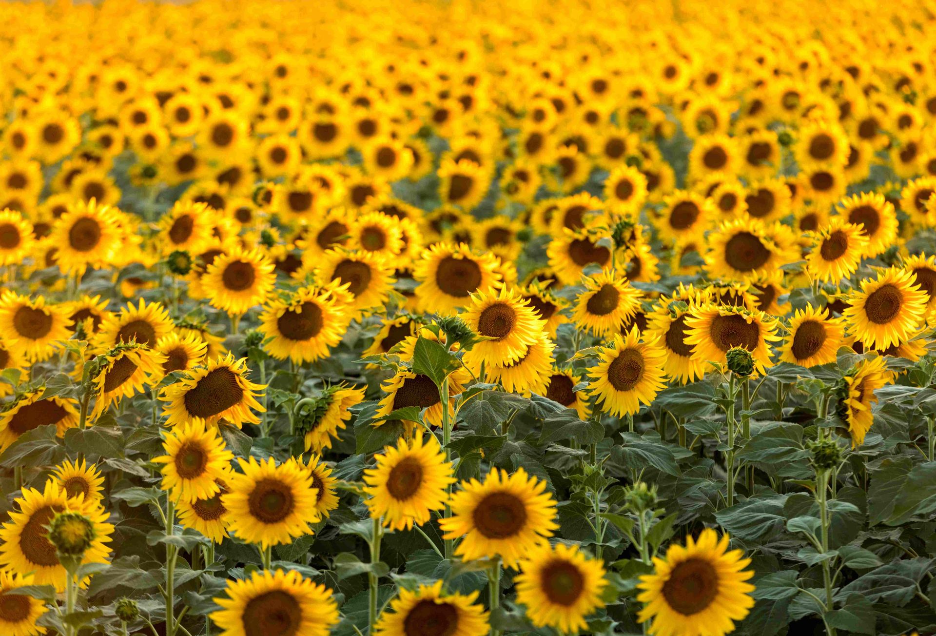 Van Gogh's Provence - 5 Days