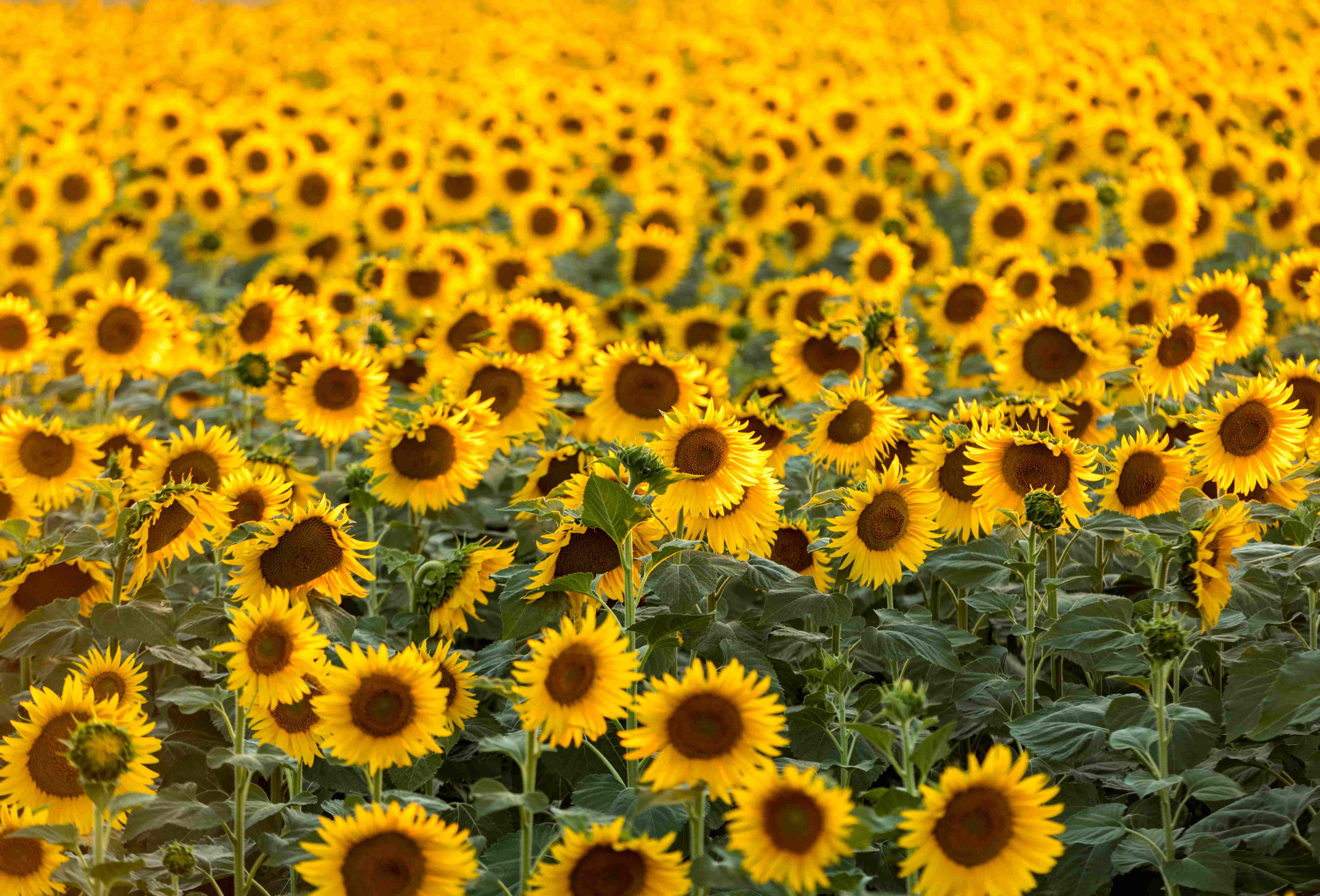 Van Gogh's Provence - 5 Days