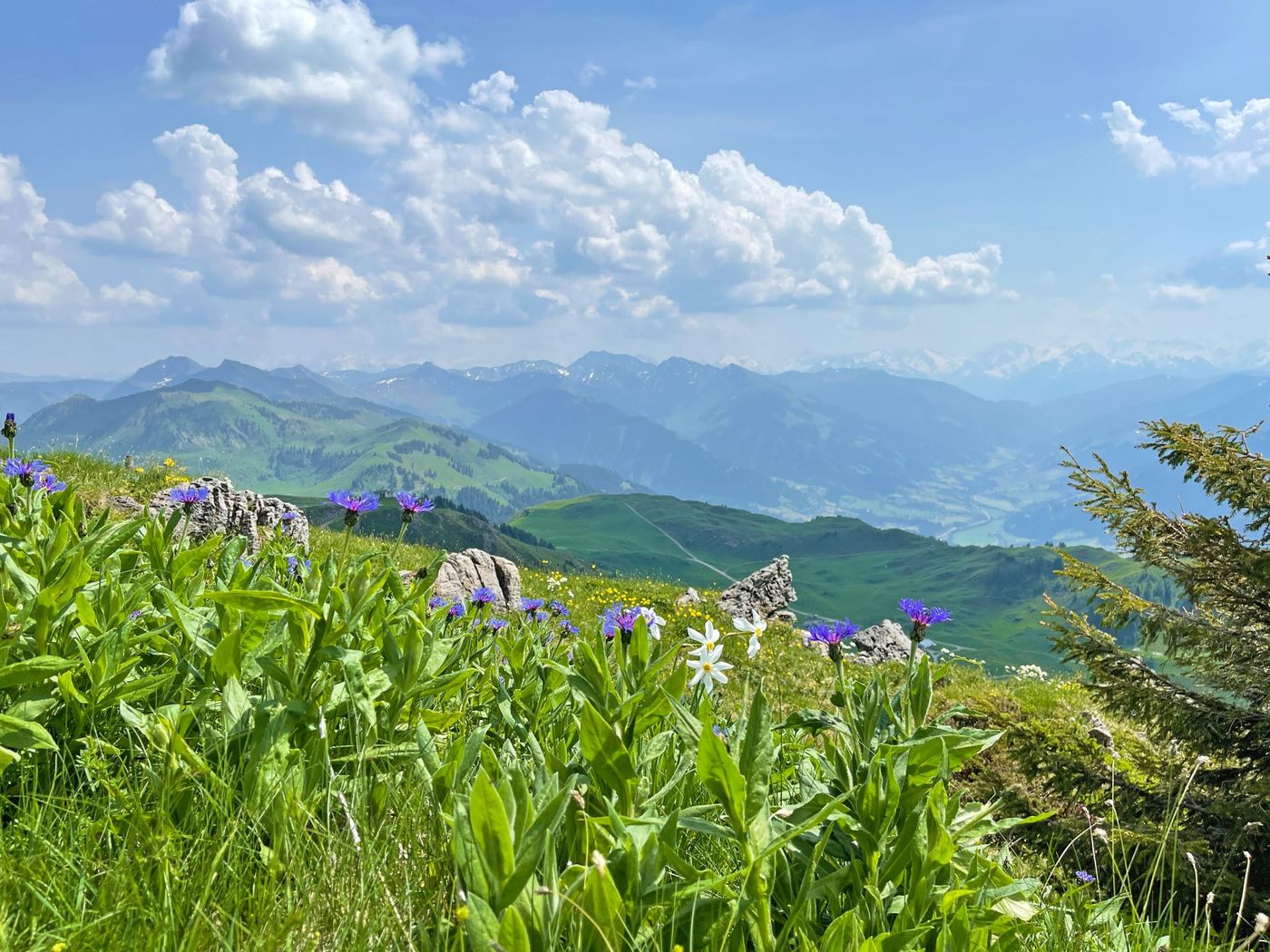Vibrant purple cornflowers in Kitzbühel Alps of Tyrol, Austria - supplied by Eurohike