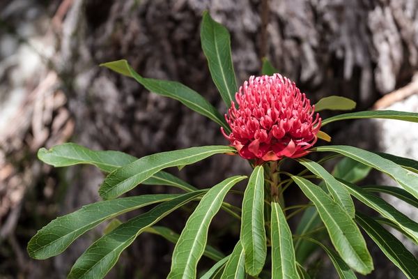 Waratah