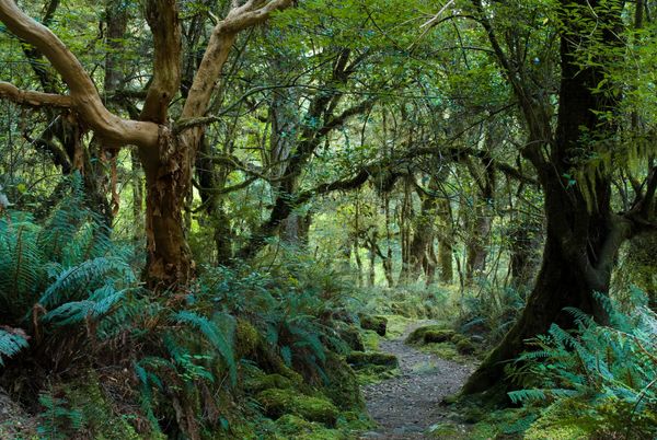 Primeval,Forest,On,Kepler,Track,,Fiordland,,New,Zealand