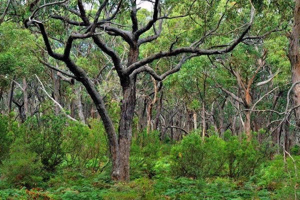 Great Ocean Walk forest