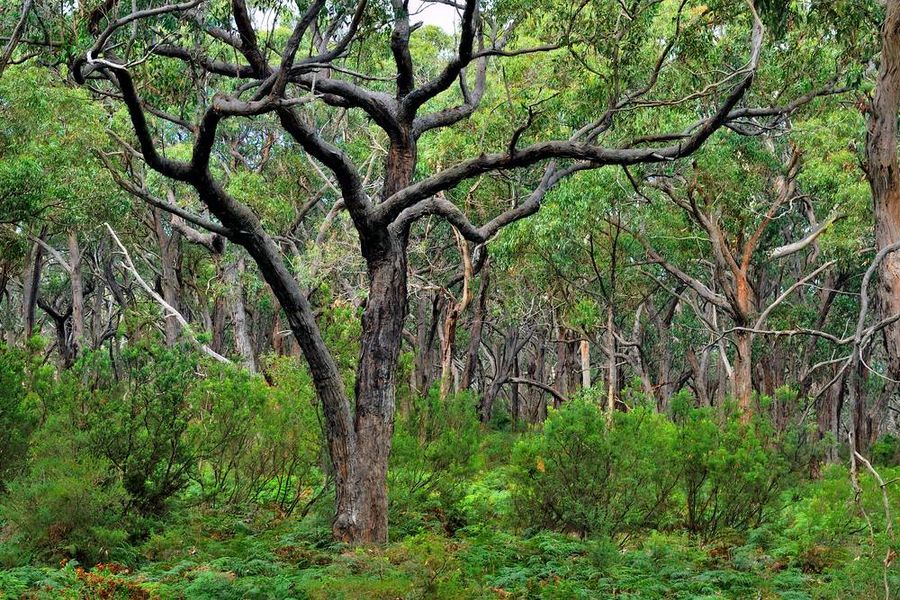 Great Ocean Walk forest