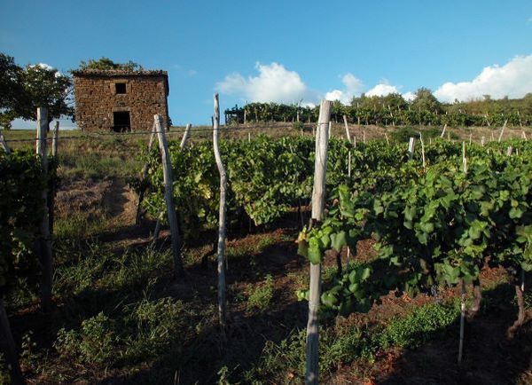 vinograd vineyard Istria Croatia